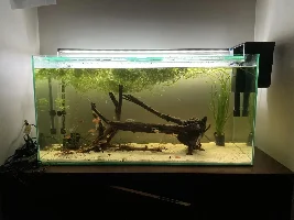 148.6L (39.2 gallon) aquarium journal