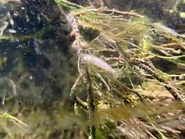 thoughts on a critter to eat the chewed up plant roots that continually clog my filter intakes, in my silver dollar tank