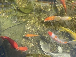 My Koi Pond