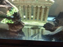 Need To Identify This Fish