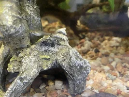 Guppy fry feeding schedule?