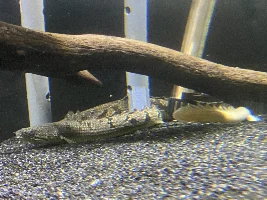 Some random pics of my bichirs