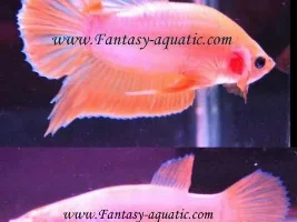 Dream Betta Color?