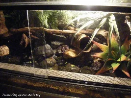 Geosesarma only tank