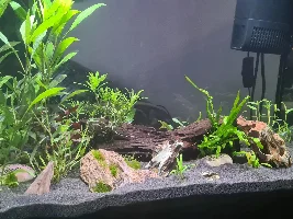 New Hobbyist - Tropical Fish tank