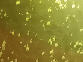 Hydra?