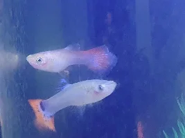 Plz help, what's wrong with my guppy?
