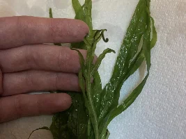Planted tank attempt