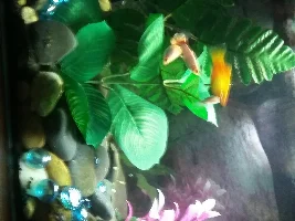 Hello fish friends. I am new to the group. My name is Elle.