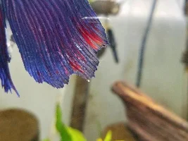 Weird thing on fin