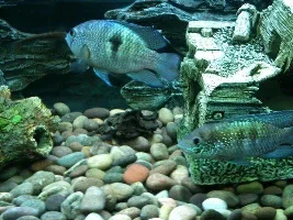 Breeding Pair Of Blue Acara