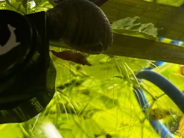 My 60L Cube