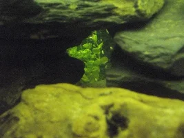 Id These Plants Please