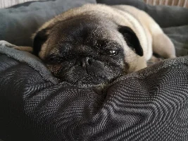 Tired pig dog