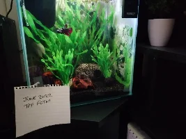 Vote Now! - June 2022 Fish of the Month Contest (Bettas)