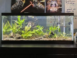 A Beginner's 20g Long Aquarium (Platys + Pygmy Corys)