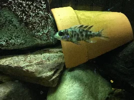 Former Newbie's African Cichlid Experience