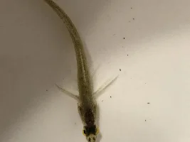Fish ID