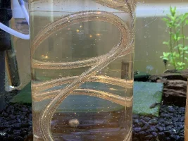 First attempt at DIY CO2