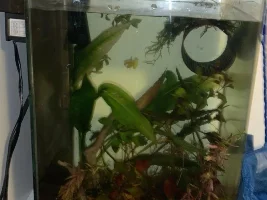 Need help :  (