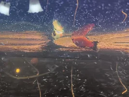 Is this platy fin nipped or fin rot?