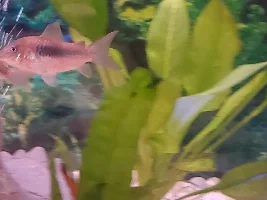 cory seems to have some type of reddish tinge and acting restless. or am I just paranoid