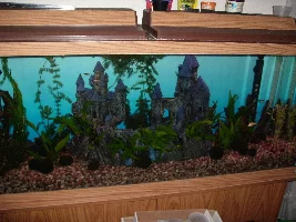 Planted Freshwater Aquarium