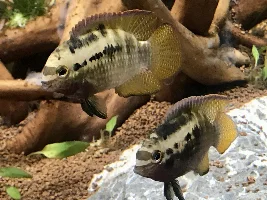 can I add anything else to this 350l?