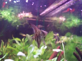 My Planted Aquarium!
