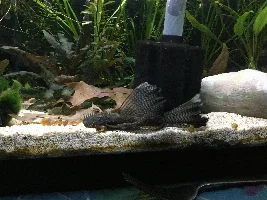 Breeding/Raising Bristlenose Plecos