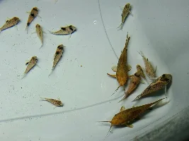 Hand Sanitisers & Aquariums?