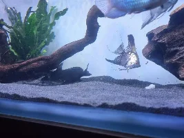 My sons new 6ft aquarium. Thoughts?