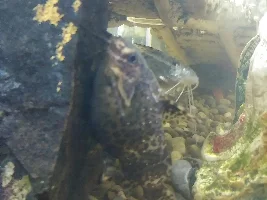 Upside down catfish just keeps getting fatter...