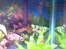 Tetras, Babies, Rasboras