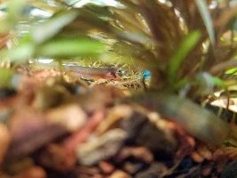 Stripeless kuhli loach?