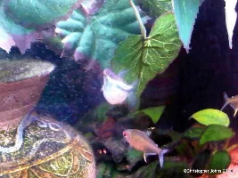 Black Neon Tetra Suddenly Got Swollen Belly