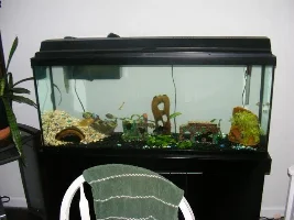 The Start Of My New 55 Gallon