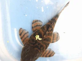 L397 male or female?