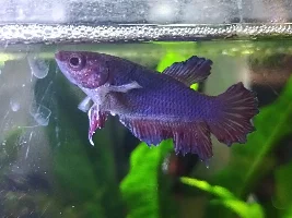Possible Betta fin rot