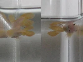 siamese fighting fish