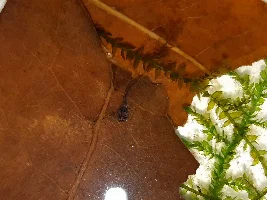So Many Babies