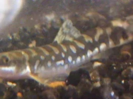 Amanda's 55g  ~~tons &  Tons Of Pics!