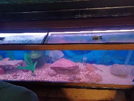 Reviving my 40 long
