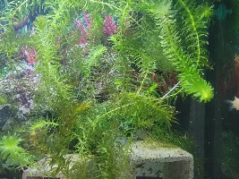 Need a few ideas for 30G layout please 😉