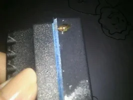 Baby Ruby Snail In With Goldfish?