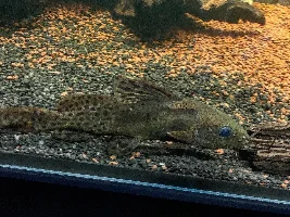80gal 1 month in!