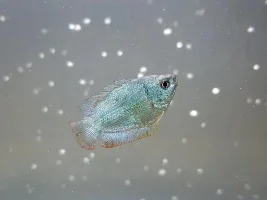 How to tell which one is a female or a male?