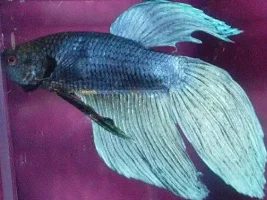 Check Out My New Guy