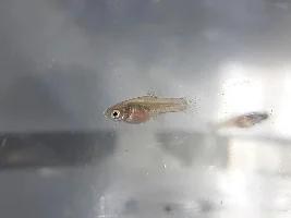 Platy Fry