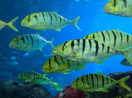 Ripley's Aquarium of Canada 2026